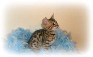 Bengal kitten for sale