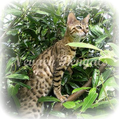 Bengal Kittens For Sale Swindon