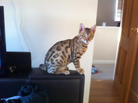 Bengal kittens for sale UK