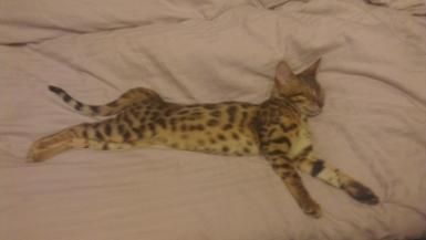 Bengal Cat Breeder