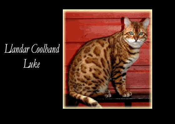 bengal breeder, bengals kittens for sale