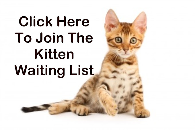 Bengal Cat Breeder