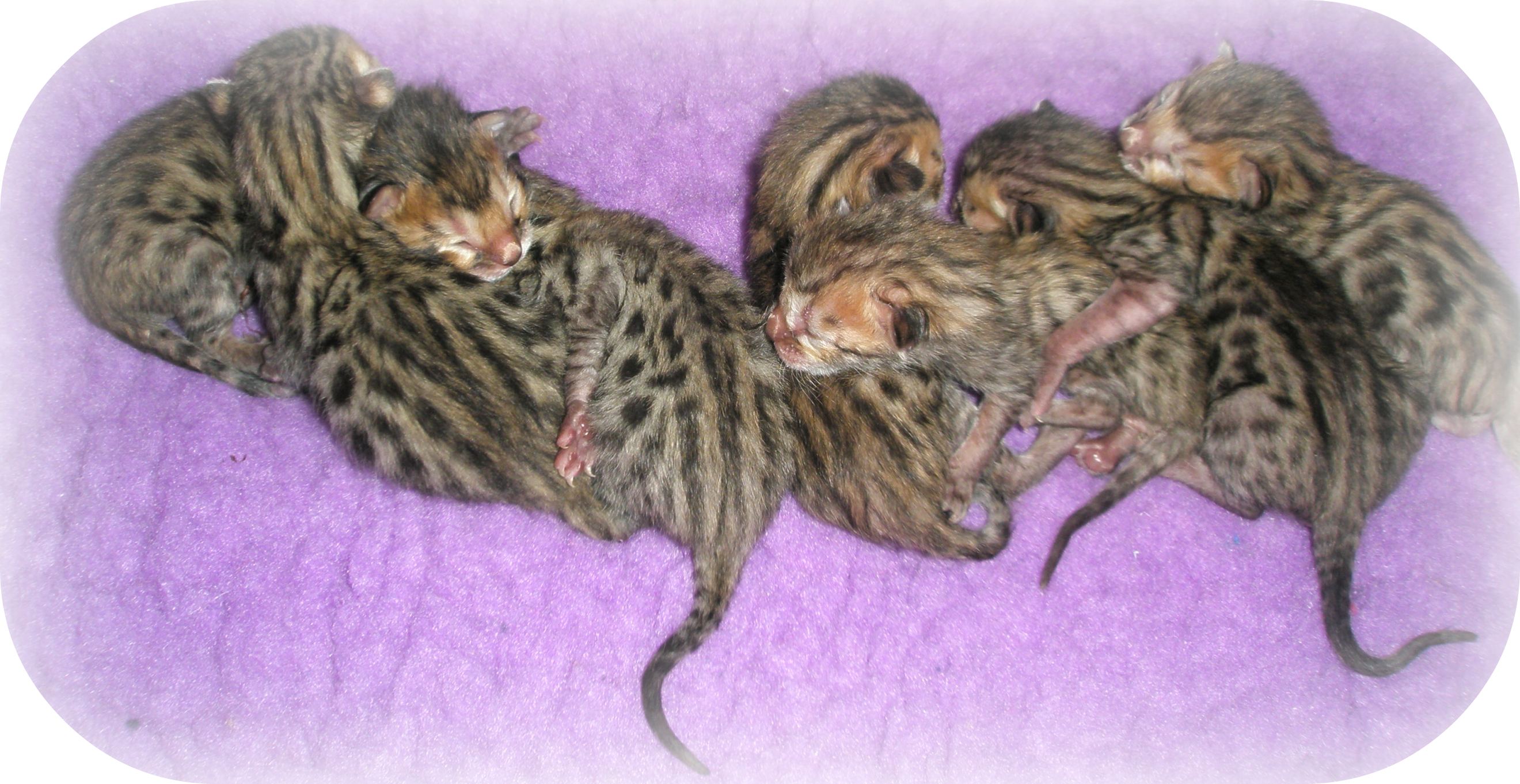 Рождённые бенгальские котята котята