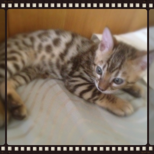 Bengal Breeders