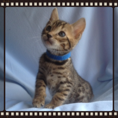 Bengal cat breeders
