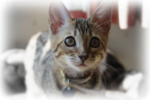 Bengal kitten for sale