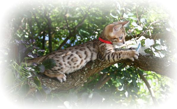 bengal kittens for sale