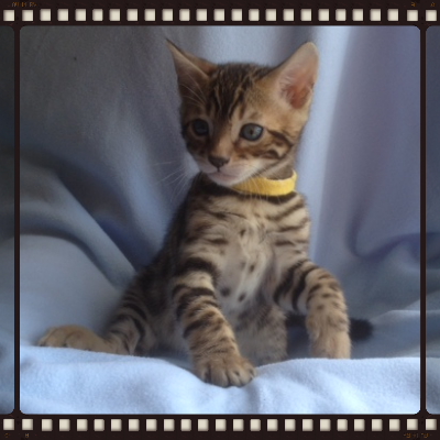 Bengal Breeders
