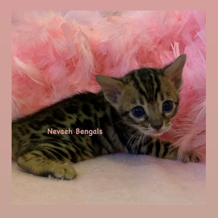 Pedigree Bengal Kittens for sale