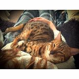 Bengals kittens for sale