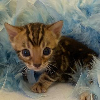 Bengal kittens for sale, Bengal cat breeders, Wiltshire, Nevaeh Bengals