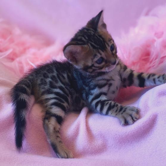 Bengal Kittens For Sale London