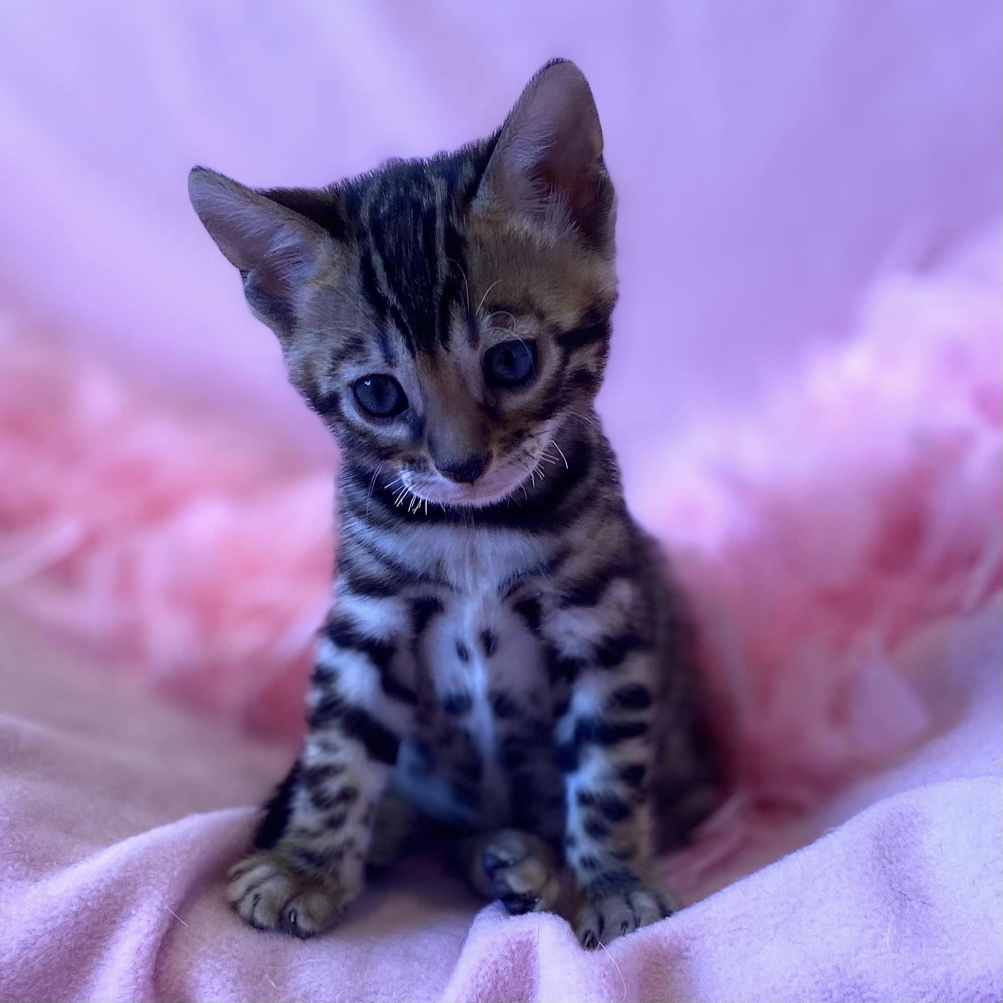 Bengal Kittens Available Now