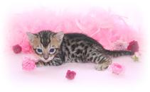 Bengal Kittens For Sale