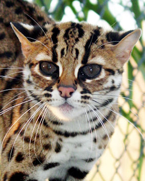 Philippine best sale leopard cat