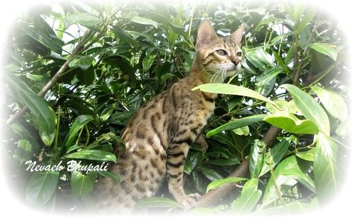 Bengal Cat Breeders