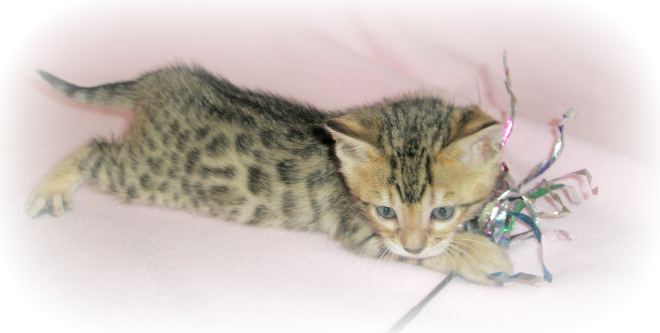 Bengal kittens for sale | Bengal Cat Breeder