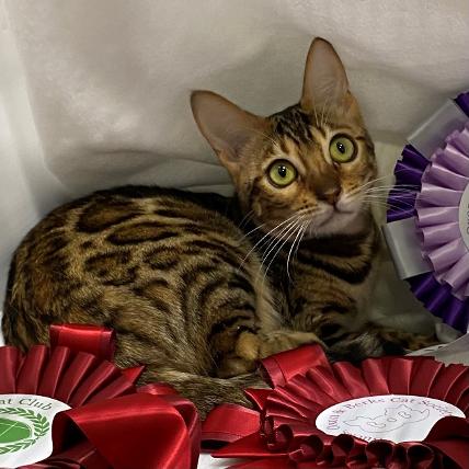 Ch Nevaeh Temptress.jpg