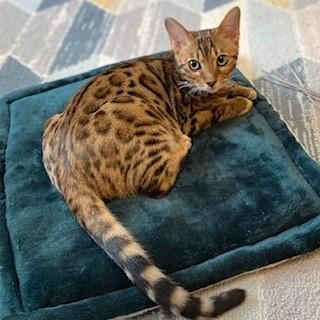 Bengal Kittens for Sale Bristol