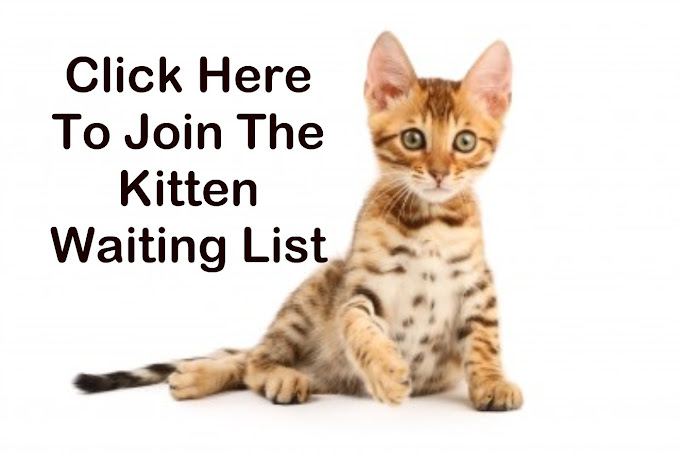 Bengal kittens Waiting List