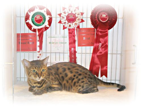 Bengal Cat Breeder