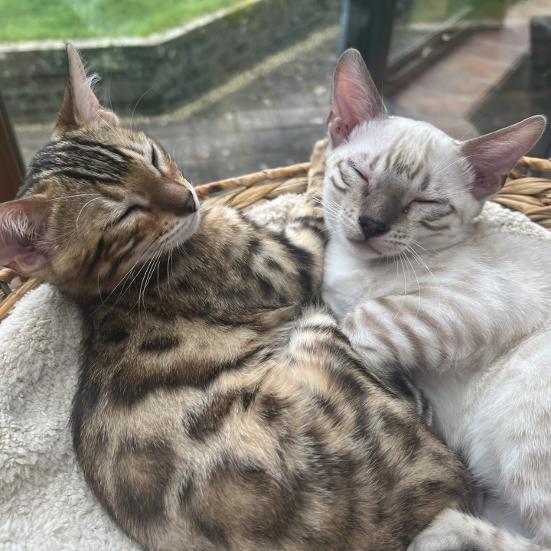 Bengal Kittens UK