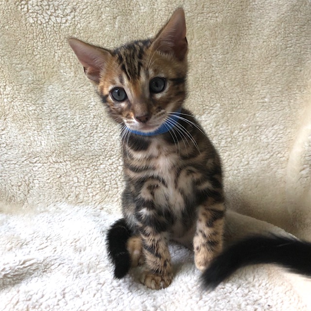 Bengal Kittens For Sale - Nevaeh Bengals