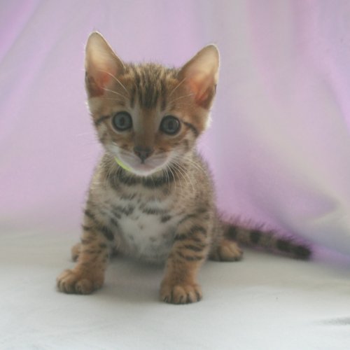 Bengal kittens for sale 2012