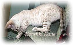 Bengal kittens for sale, snow bengal