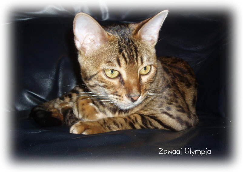 bengal kittens for sale, bengal cats