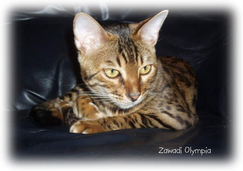 Bengal Cat Breeders