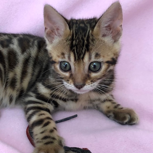 Bengal Kittens For Sale - Nevaeh Bengals