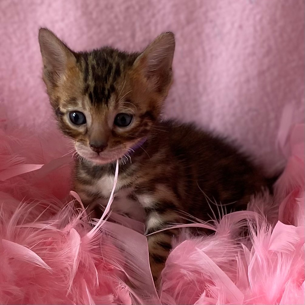 Bengal Kittens For Sale Nevaeh Bengals