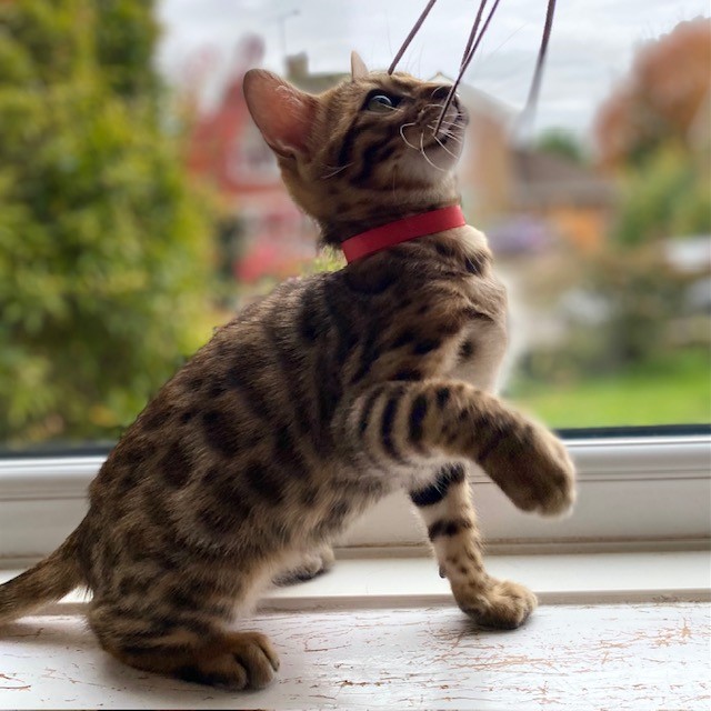 Bengal kittens for sale Oxford