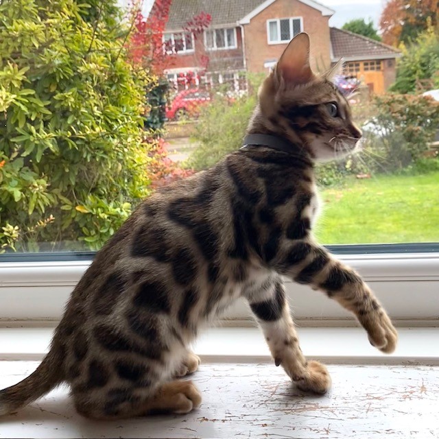 Bengal Kitten for sale London