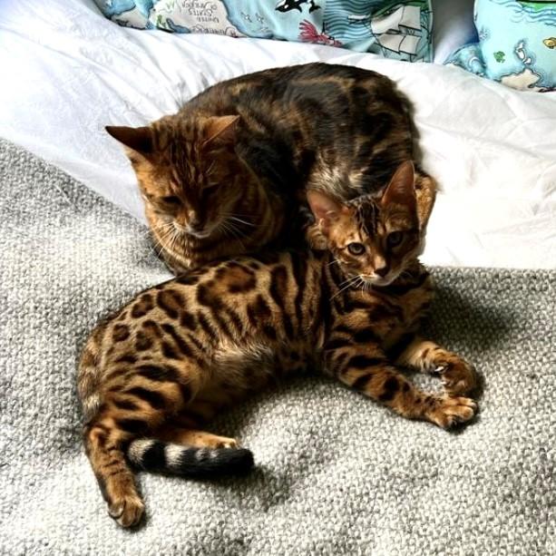 Bengal Kittens for sale London